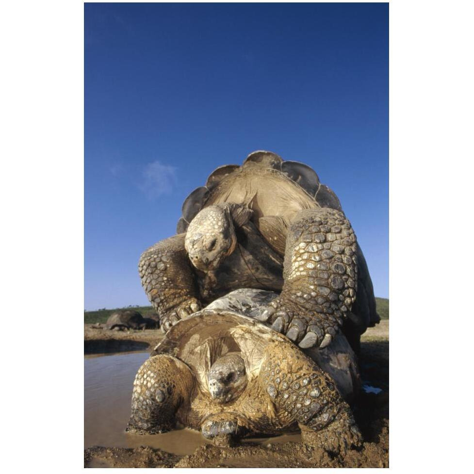 Galapagos Giant Tortoise mating, Alcedo Volcano, Galapagos Islands, Ecuador-Paper Art-34&quotx50"