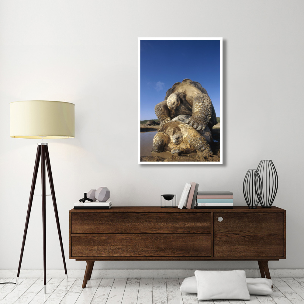Galapagos Giant Tortoise mating, Alcedo Volcano, Galapagos Islands, Ecuador-Paper Art-34&quotx50"