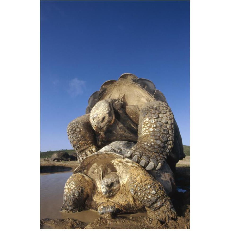 Galapagos Giant Tortoise mating, Alcedo Volcano, Galapagos Islands, Ecuador-Paper Art-42&quotx62"