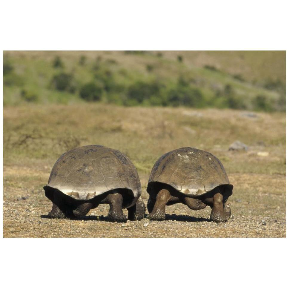 Galapagos Giant Tortoises departing, Alcedo Volcano, Galapagos Islands-Paper Art-20&quotx14"