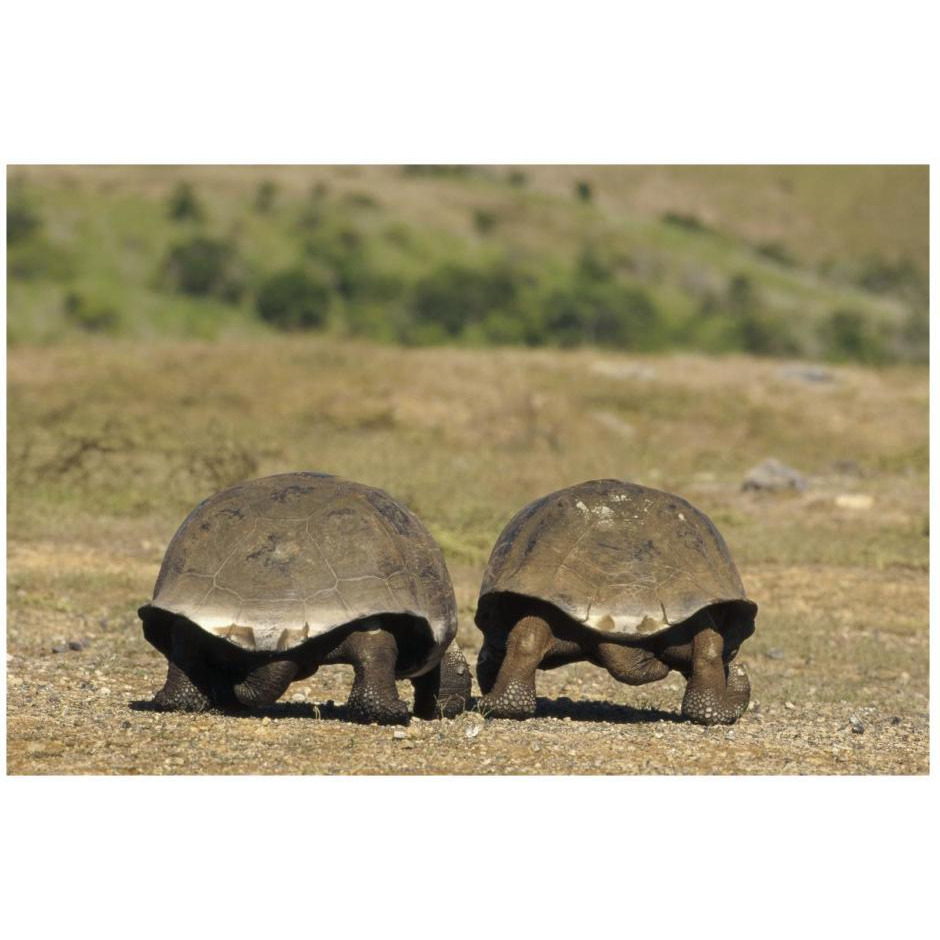 Galapagos Giant Tortoises departing, Alcedo Volcano, Galapagos Islands-Paper Art-26&quotx18"