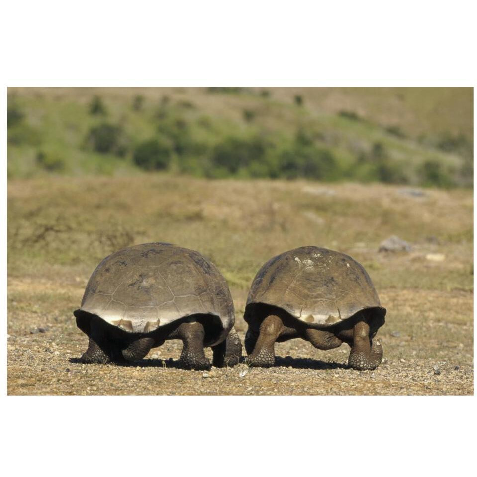 Galapagos Giant Tortoises departing, Alcedo Volcano, Galapagos Islands-Paper Art-32&quotx22"