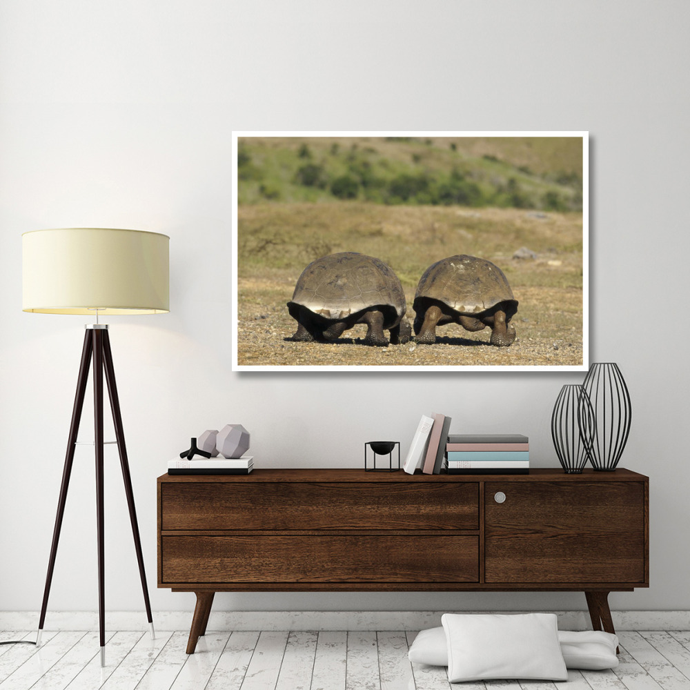 Galapagos Giant Tortoises departing, Alcedo Volcano, Galapagos Islands-Paper Art-62&quotx42"