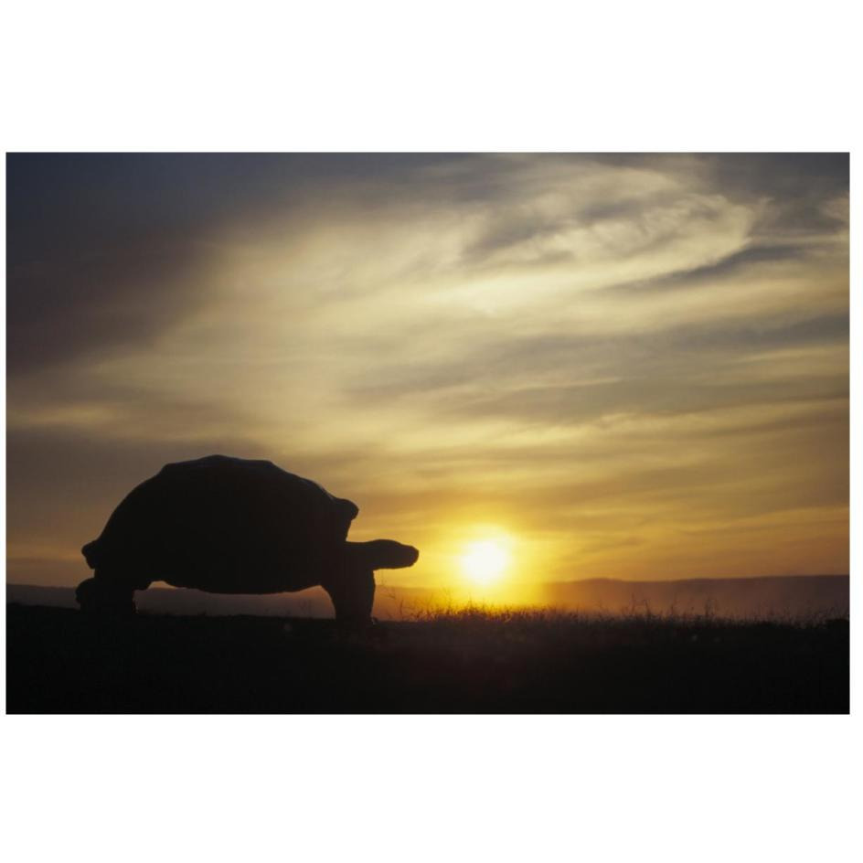 Galapagos Giant Tortoise at sunrise on caldera rim, Alcedo Volcano, Galapagos-Paper Art-26&quotx18"