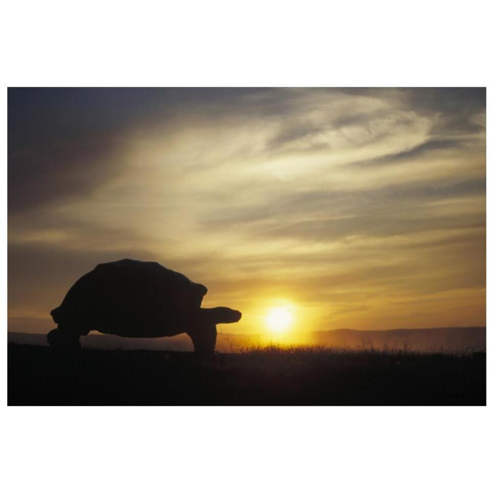 Galapagos Giant Tortoise at sunrise on caldera rim, Alcedo Volcano, Galapagos-Paper Art-32&quotx22"