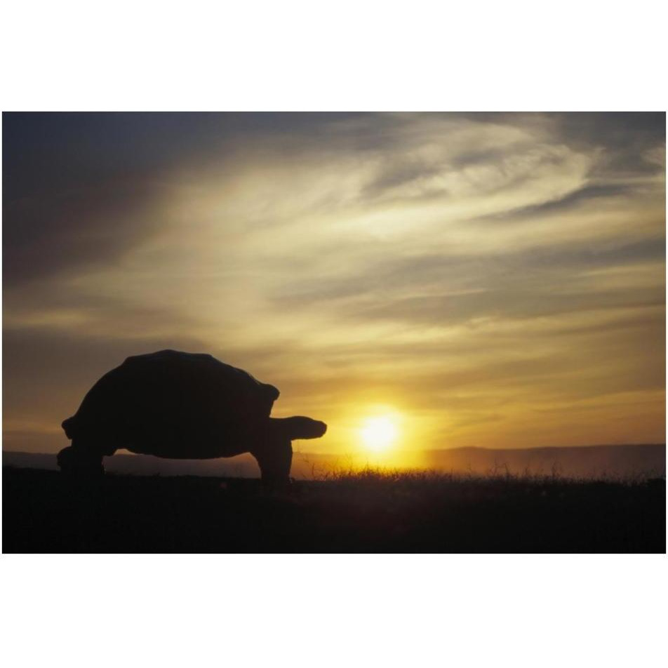 Galapagos Giant Tortoise at sunrise on caldera rim, Alcedo Volcano, Galapagos-Paper Art-38&quotx26"