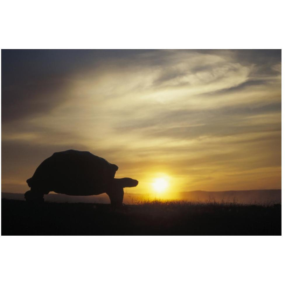 Galapagos Giant Tortoise at sunrise on caldera rim, Alcedo Volcano, Galapagos-Paper Art-50&quotx34"