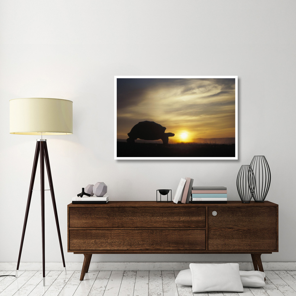 Galapagos Giant Tortoise at sunrise on caldera rim, Alcedo Volcano, Galapagos-Paper Art-50&quotx34"
