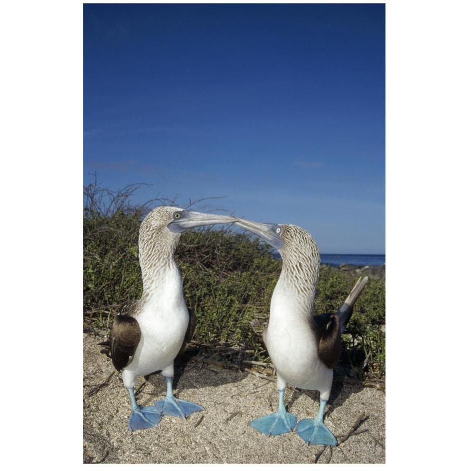 Blue-footed Booby pair in courtship dance, Galapagos Islands, Ecuador-Paper Art-18&quotx26"