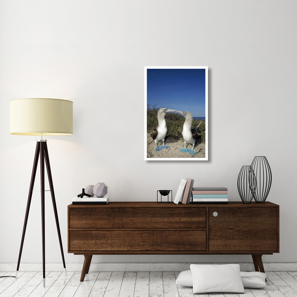 Blue-footed Booby pair in courtship dance, Galapagos Islands, Ecuador-Paper Art-26&quotx38"