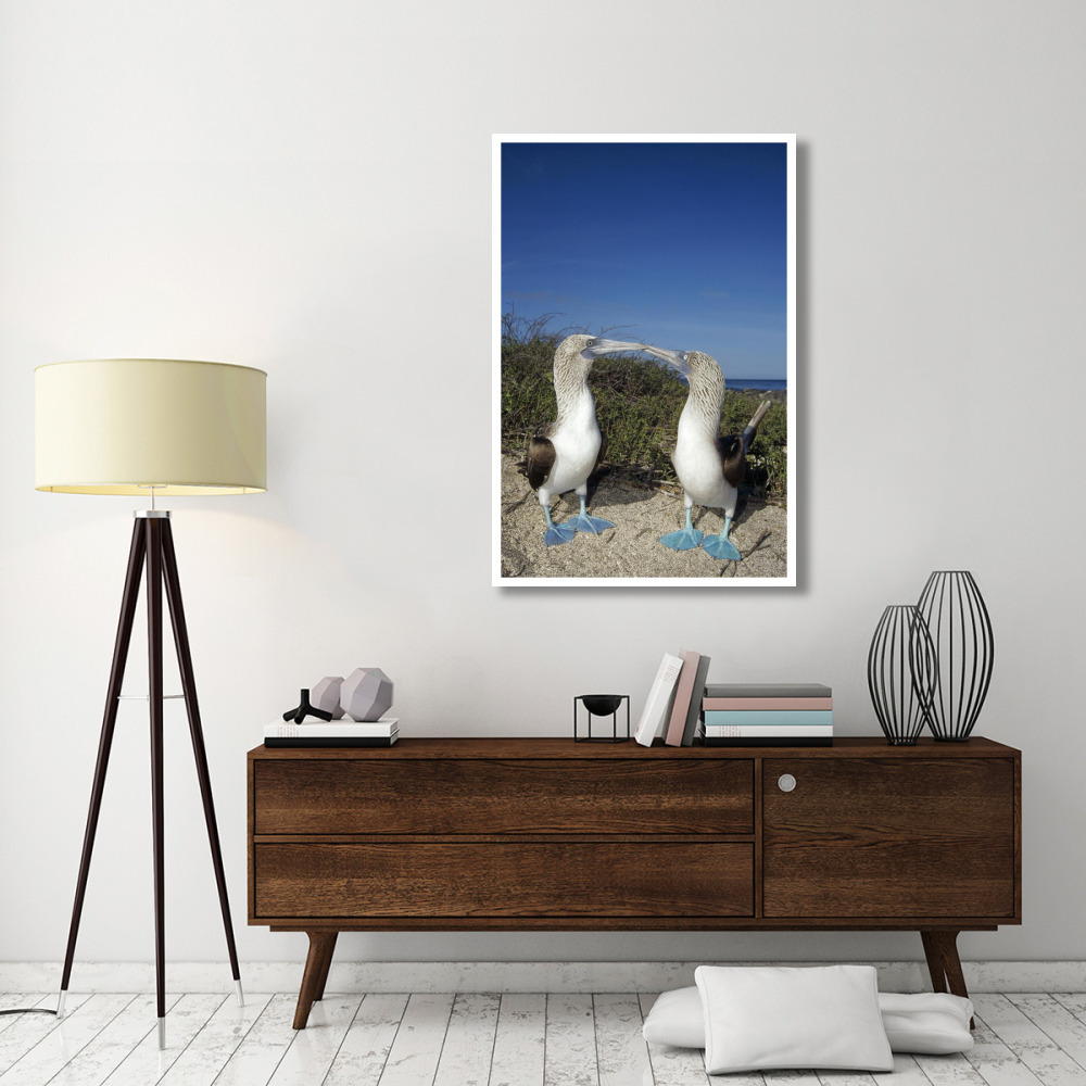 Blue-footed Booby pair in courtship dance, Galapagos Islands, Ecuador-Paper Art-34&quotx50"