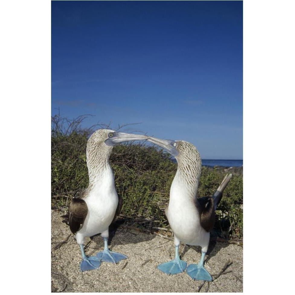 Blue-footed Booby pair in courtship dance, Galapagos Islands, Ecuador-Paper Art-42&quotx62"