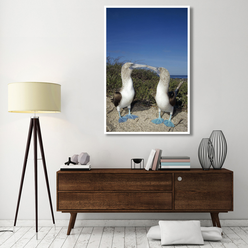 Blue-footed Booby pair in courtship dance, Galapagos Islands, Ecuador-Paper Art-42&quotx62"