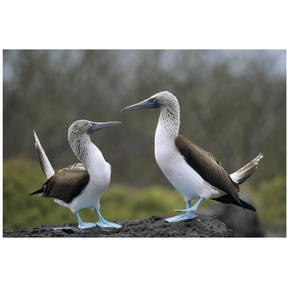 Blue-footed Booby pair in courtship dance, Galapagos Islands, Ecuador-Paper Art-20&quotx14"