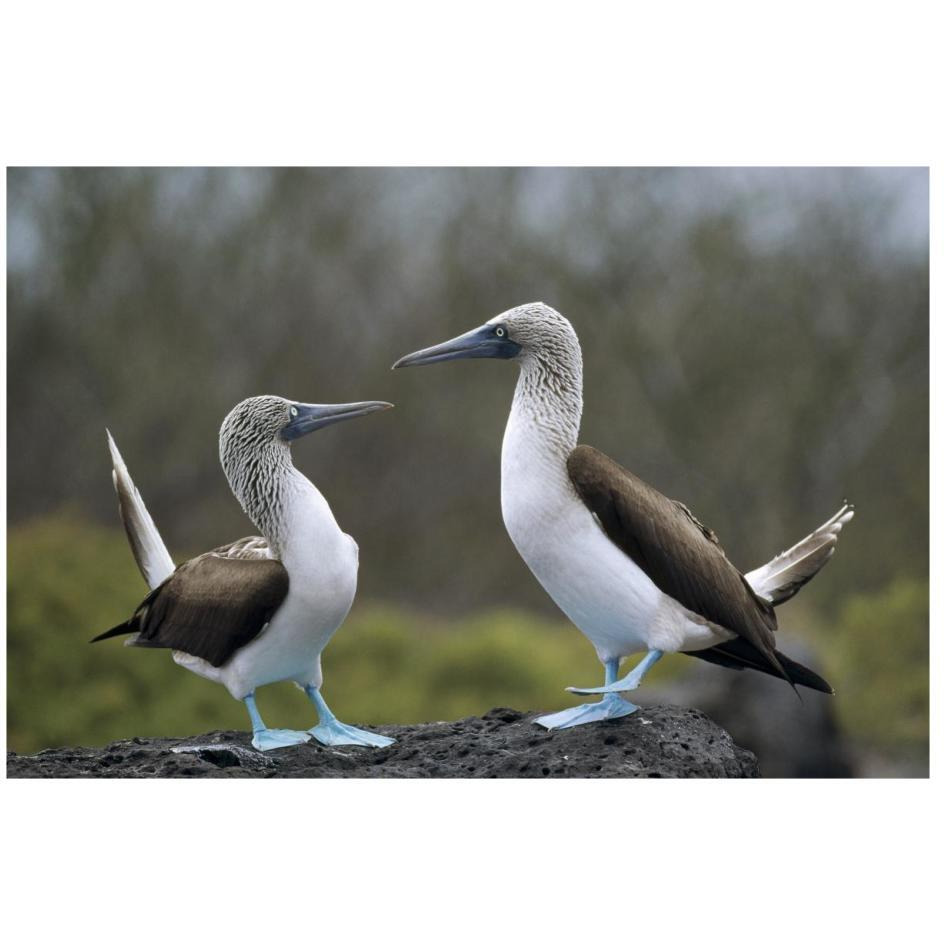 Blue-footed Booby pair in courtship dance, Galapagos Islands, Ecuador-Paper Art-26&quotx18"