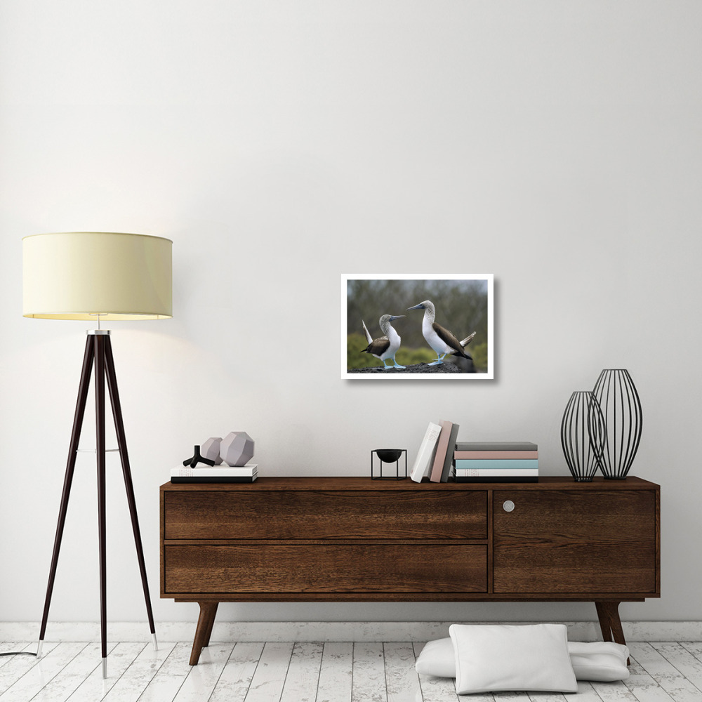 Blue-footed Booby pair in courtship dance, Galapagos Islands, Ecuador-Paper Art-26&quotx18"