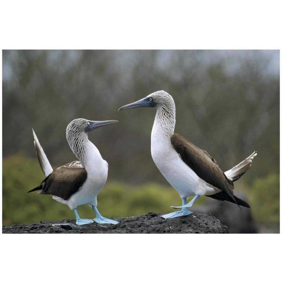 Blue-footed Booby pair in courtship dance, Galapagos Islands, Ecuador-Paper Art-32&quotx22"