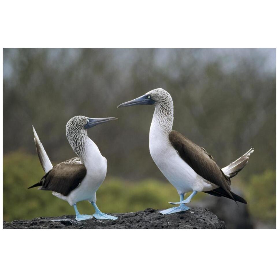 Blue-footed Booby pair in courtship dance, Galapagos Islands, Ecuador-Paper Art-38&quotx26"
