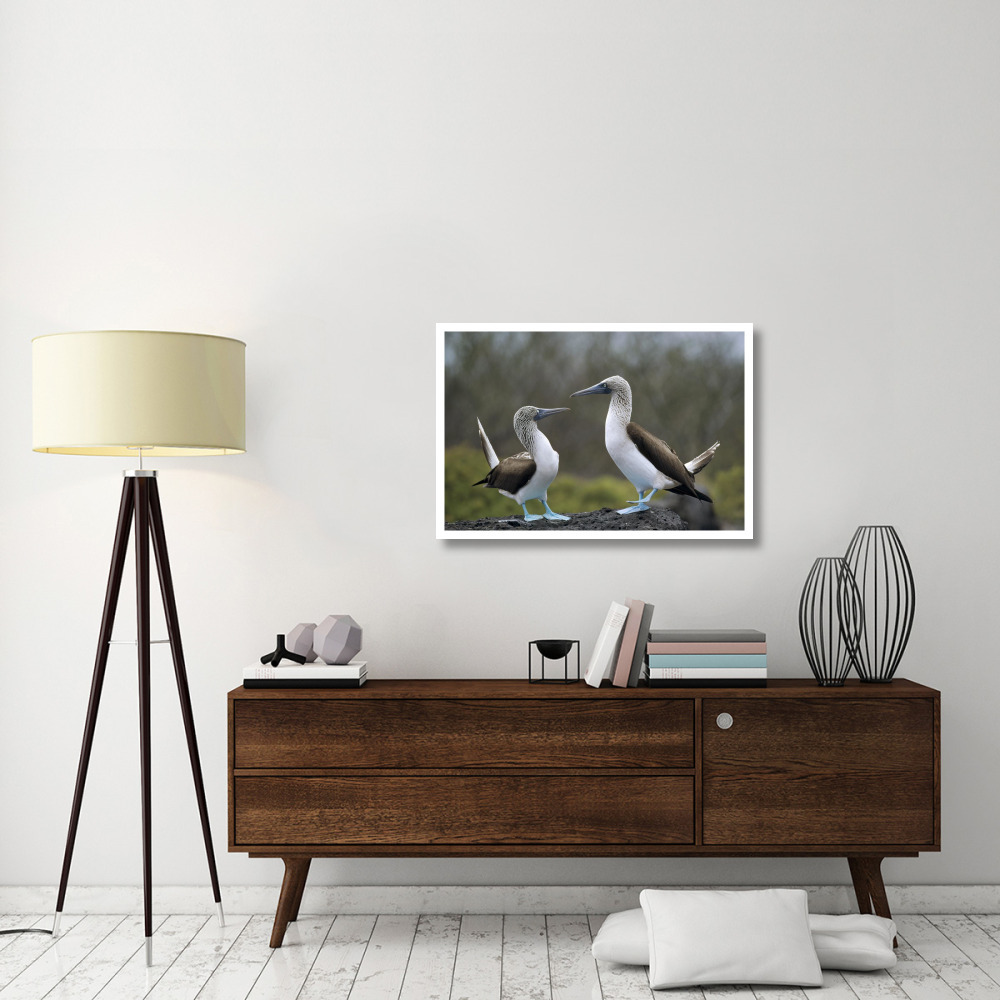 Blue-footed Booby pair in courtship dance, Galapagos Islands, Ecuador-Paper Art-38&quotx26"