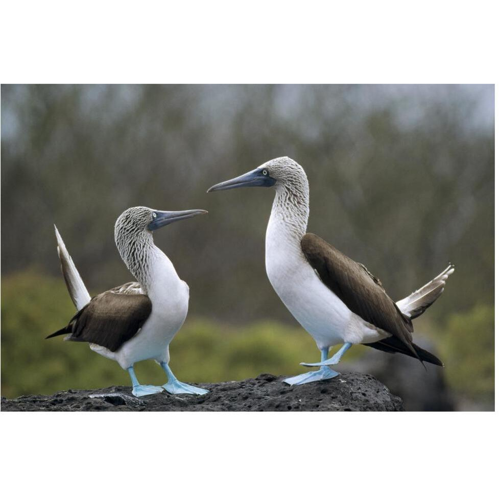 Blue-footed Booby pair in courtship dance, Galapagos Islands, Ecuador-Paper Art-62&quotx42"