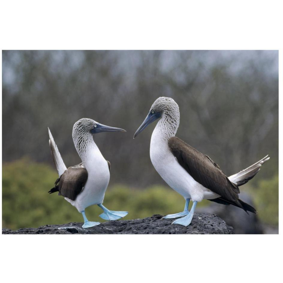 Blue-footed Booby pair in courtship dance, Galapagos Islands, Ecuador-Paper Art-26&quotx18"