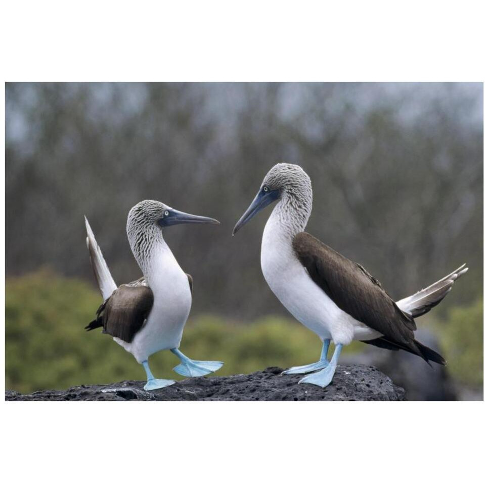 Blue-footed Booby pair in courtship dance, Galapagos Islands, Ecuador-Paper Art-38&quotx26"