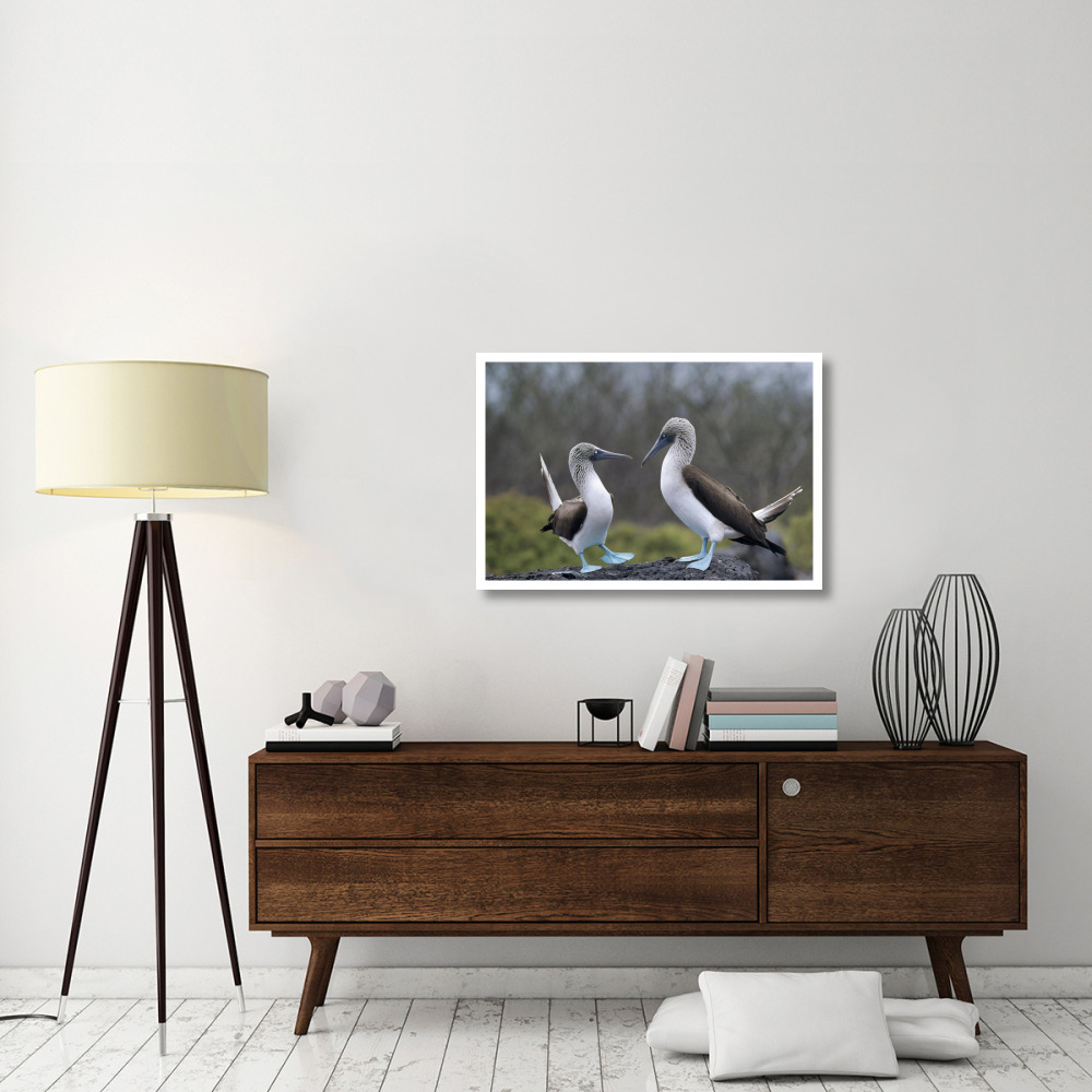 Blue-footed Booby pair in courtship dance, Galapagos Islands, Ecuador-Paper Art-38&quotx26"