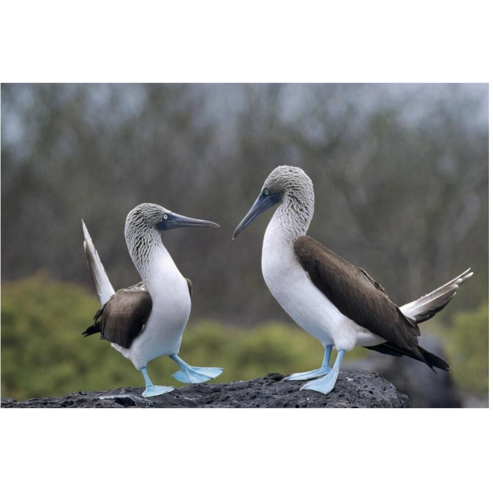 Blue-footed Booby pair in courtship dance, Galapagos Islands, Ecuador-Paper Art-62&quotx42"
