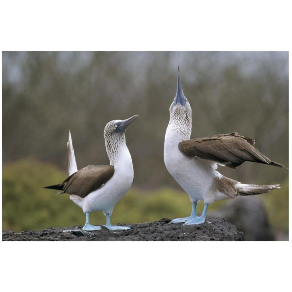 Blue-footed Booby pair in courtship dance, Galapagos Islands, Ecuador-Paper Art-26&quotx18"