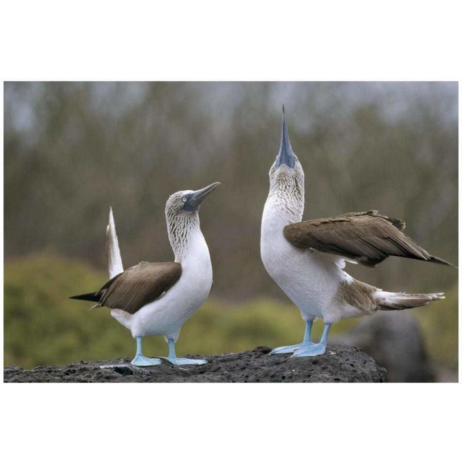 Blue-footed Booby pair in courtship dance, Galapagos Islands, Ecuador-Paper Art-32&quotx22"