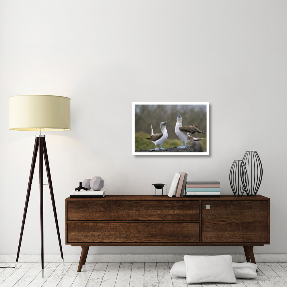 Blue-footed Booby pair in courtship dance, Galapagos Islands, Ecuador-Paper Art-32&quotx22"