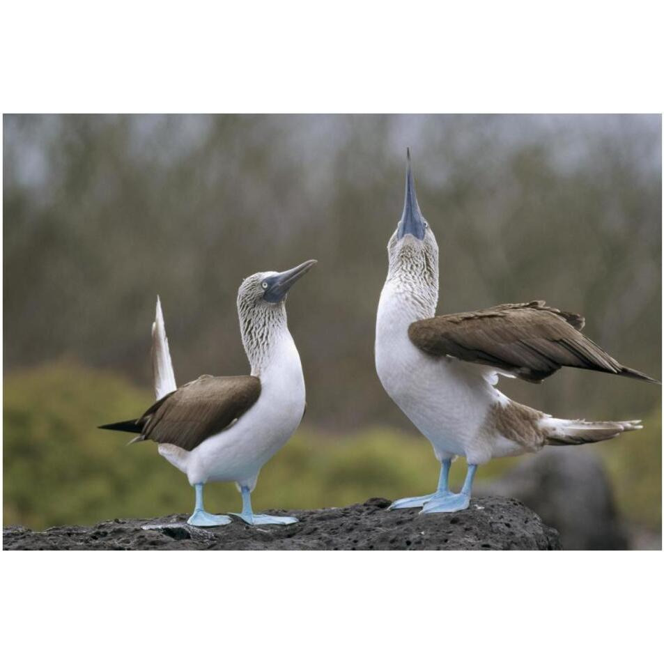 Blue-footed Booby pair in courtship dance, Galapagos Islands, Ecuador-Paper Art-38&quotx26"