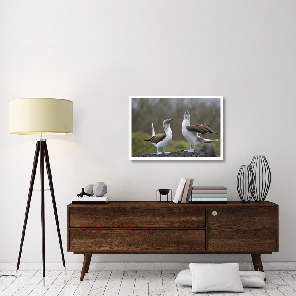 Blue-footed Booby pair in courtship dance, Galapagos Islands, Ecuador-Paper Art-38&quotx26"