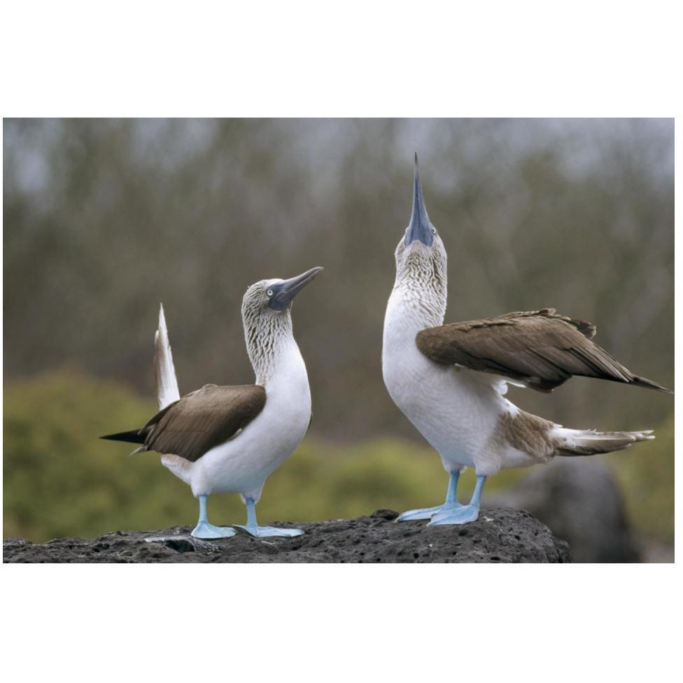 Blue-footed Booby pair in courtship dance, Galapagos Islands, Ecuador-Paper Art-50&quotx34"