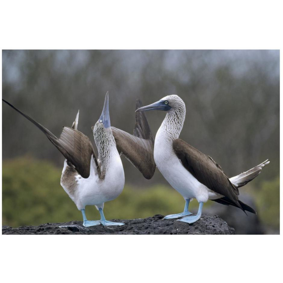 Blue-footed Booby pair in courtship dance, Galapagos Islands, Ecuador-Paper Art-26&quotx18"