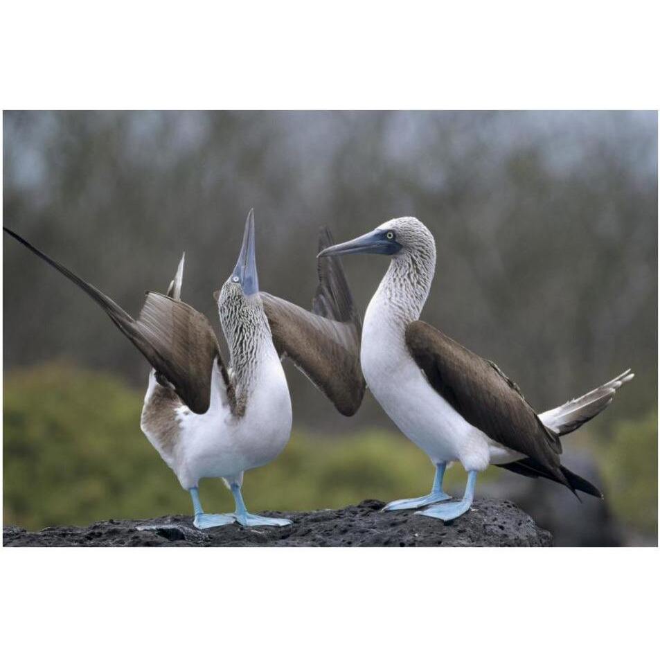 Blue-footed Booby pair in courtship dance, Galapagos Islands, Ecuador-Paper Art-38&quotx26"