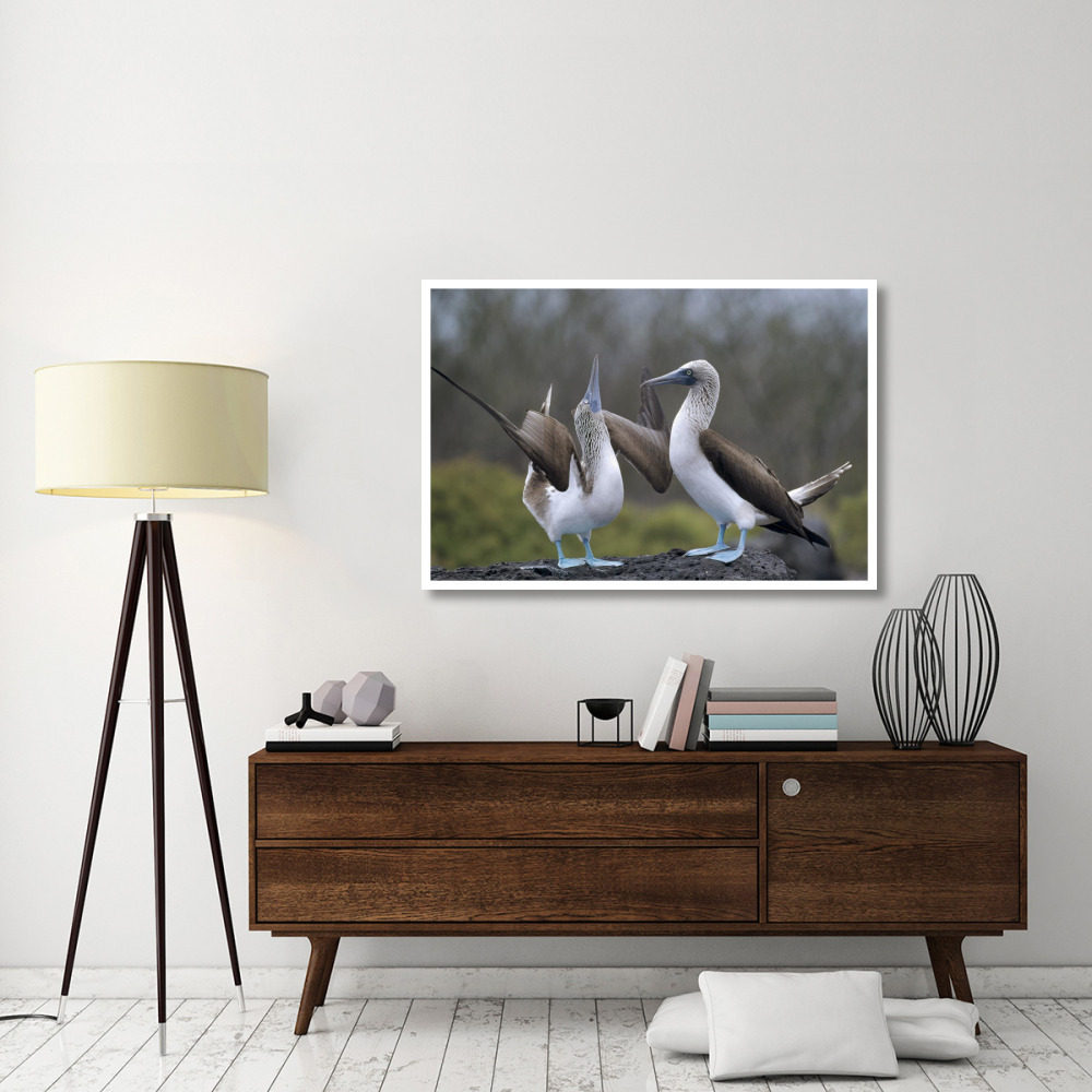Blue-footed Booby pair in courtship dance, Galapagos Islands, Ecuador-Paper Art-50&quotx34"