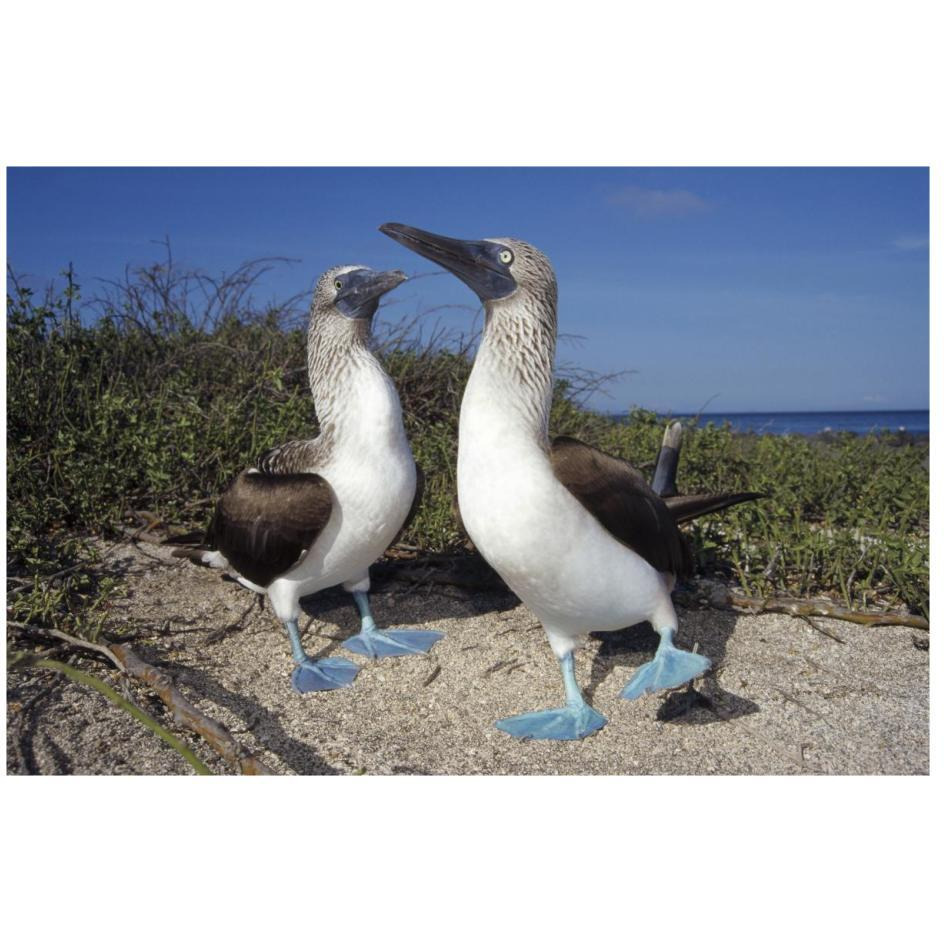Blue-footed Booby pair in courtship dance, Galapagos Islands, Ecuador-Paper Art-26&quotx18"