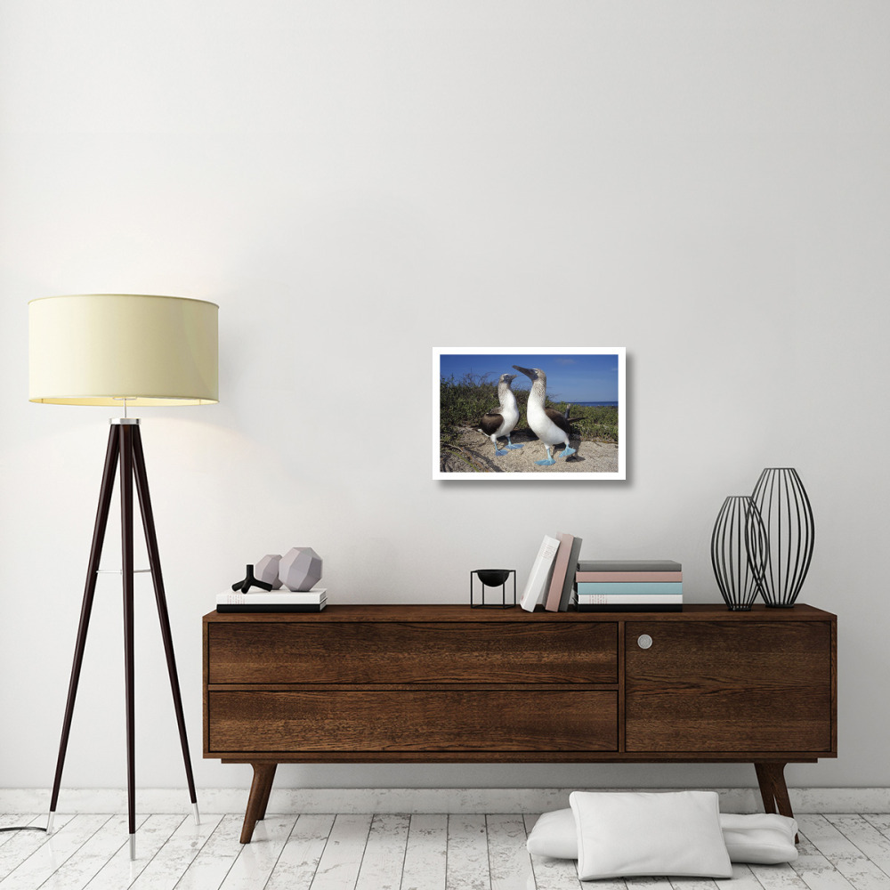 Blue-footed Booby pair in courtship dance, Galapagos Islands, Ecuador-Paper Art-26&quotx18"