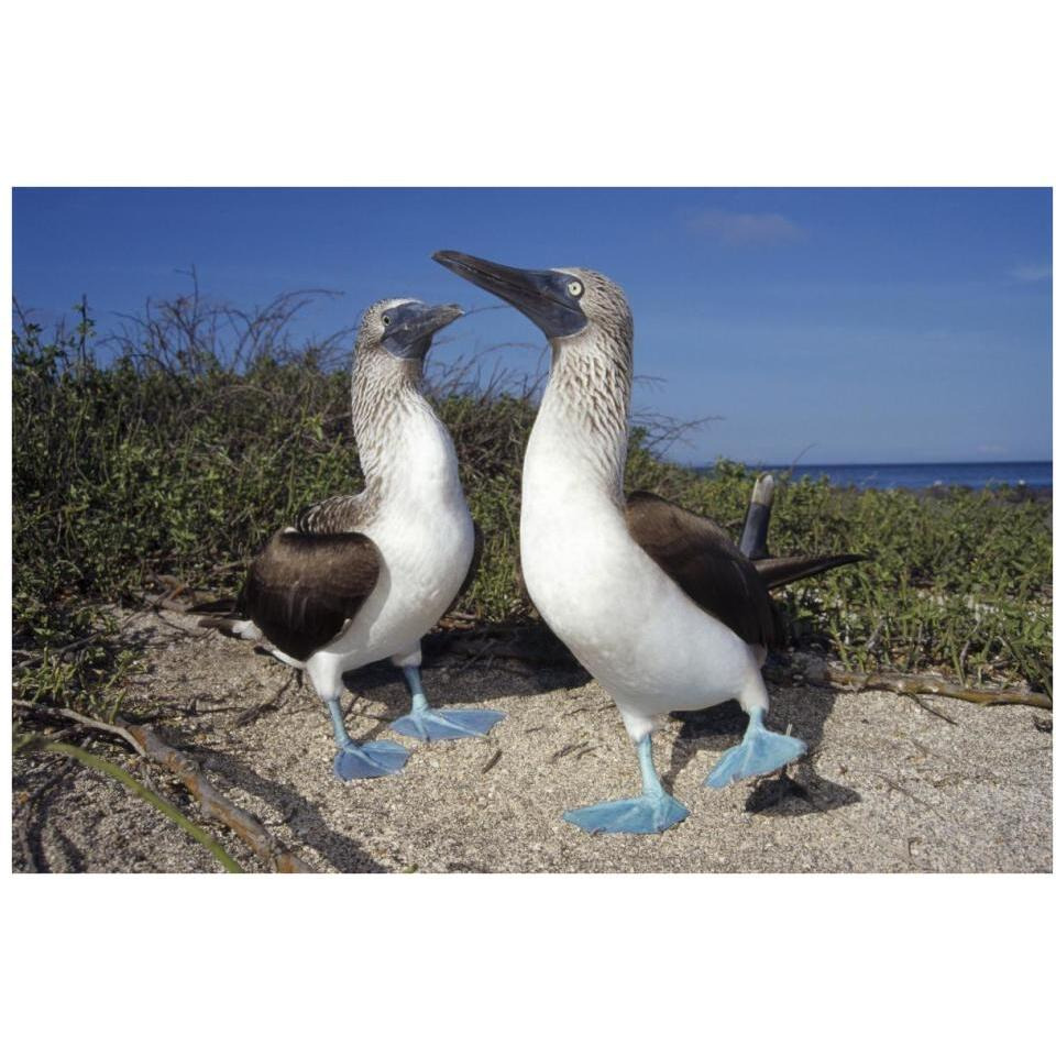 Blue-footed Booby pair in courtship dance, Galapagos Islands, Ecuador-Paper Art-38&quotx26"