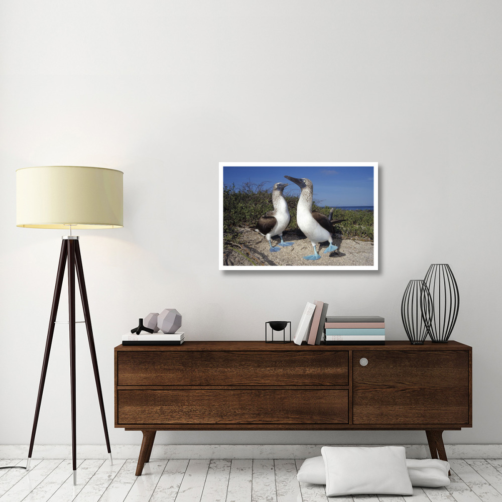 Blue-footed Booby pair in courtship dance, Galapagos Islands, Ecuador-Paper Art-38&quotx26"