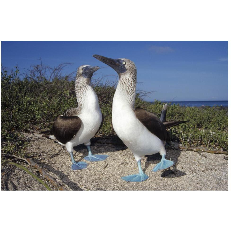 Blue-footed Booby pair in courtship dance, Galapagos Islands, Ecuador-Paper Art-50&quotx34"