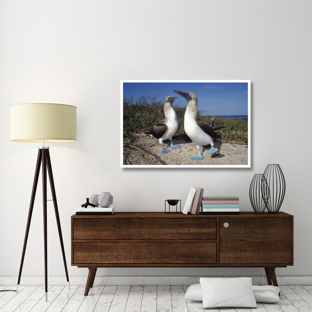 Blue-footed Booby pair in courtship dance, Galapagos Islands, Ecuador-Paper Art-50&quotx34"