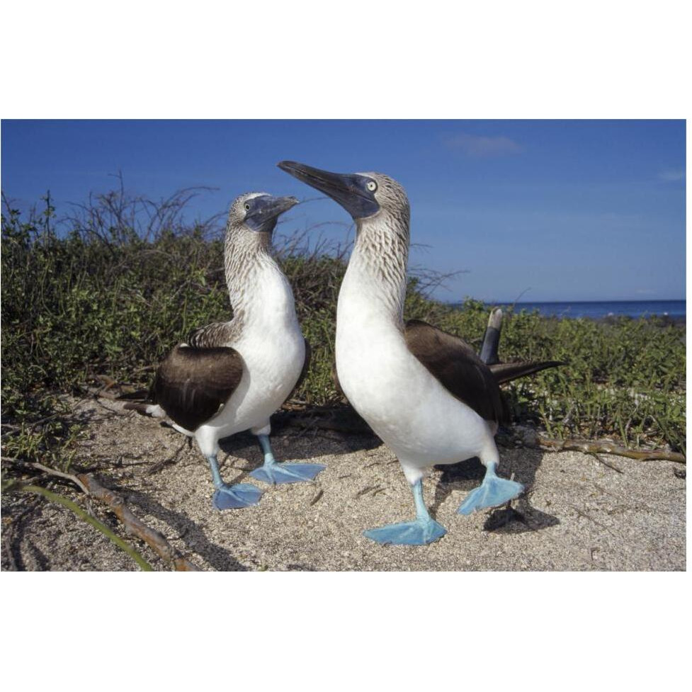 Blue-footed Booby pair in courtship dance, Galapagos Islands, Ecuador-Paper Art-62&quotx42"