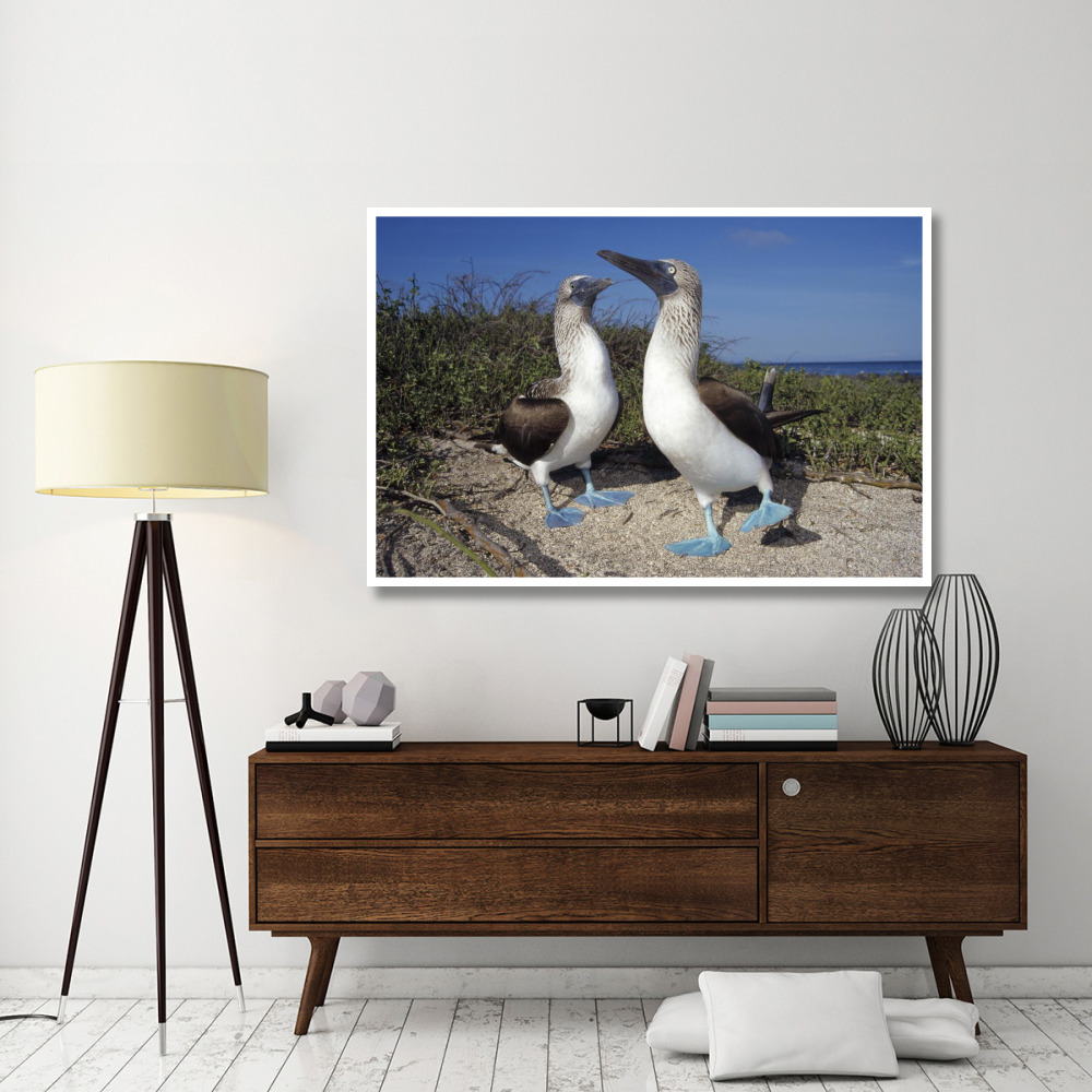 Blue-footed Booby pair in courtship dance, Galapagos Islands, Ecuador-Paper Art-62&quotx42"