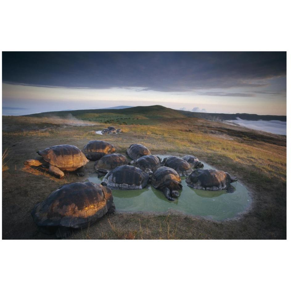 Galapagos Giant Tortoise in wallow on caldera rim, Alcedo Volcano, Galapagos-Paper Art-26&quotx18"