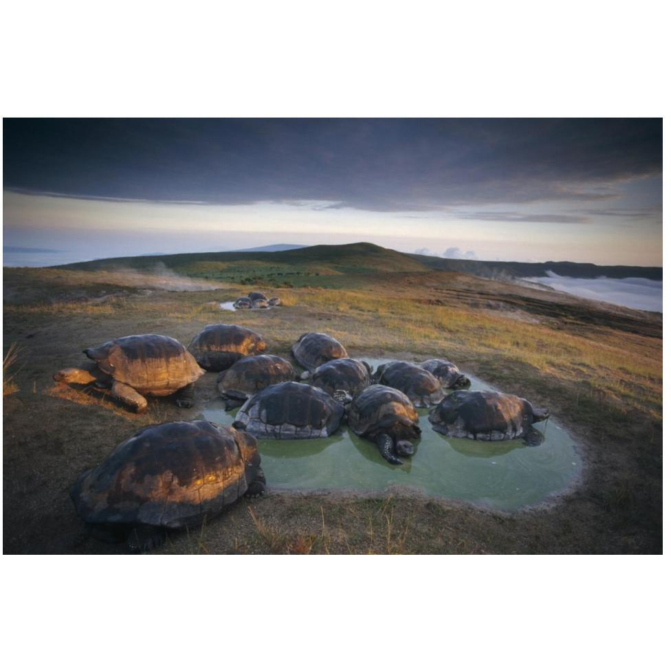 Galapagos Giant Tortoise in wallow on caldera rim, Alcedo Volcano, Galapagos-Paper Art-50&quotx34"
