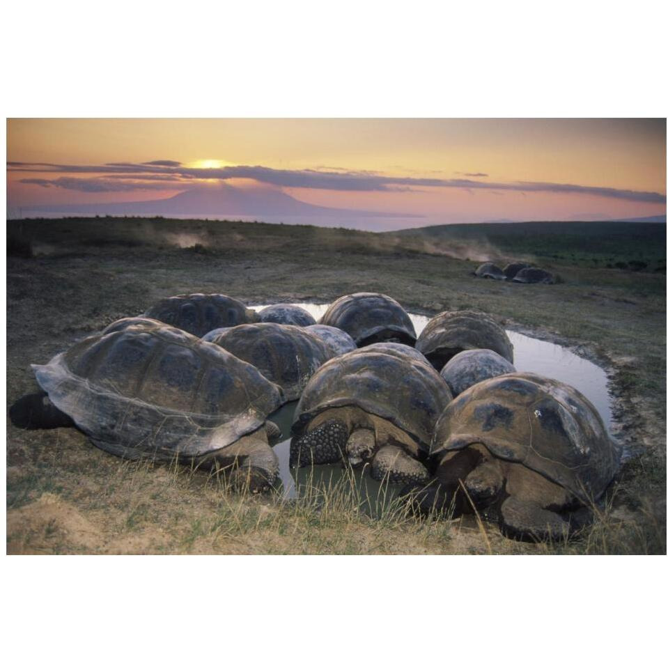 Galapagos Giant Tortoise in wallow on caldera rim, Alcedo Volcano, Galapagos-Paper Art-20&quotx14"