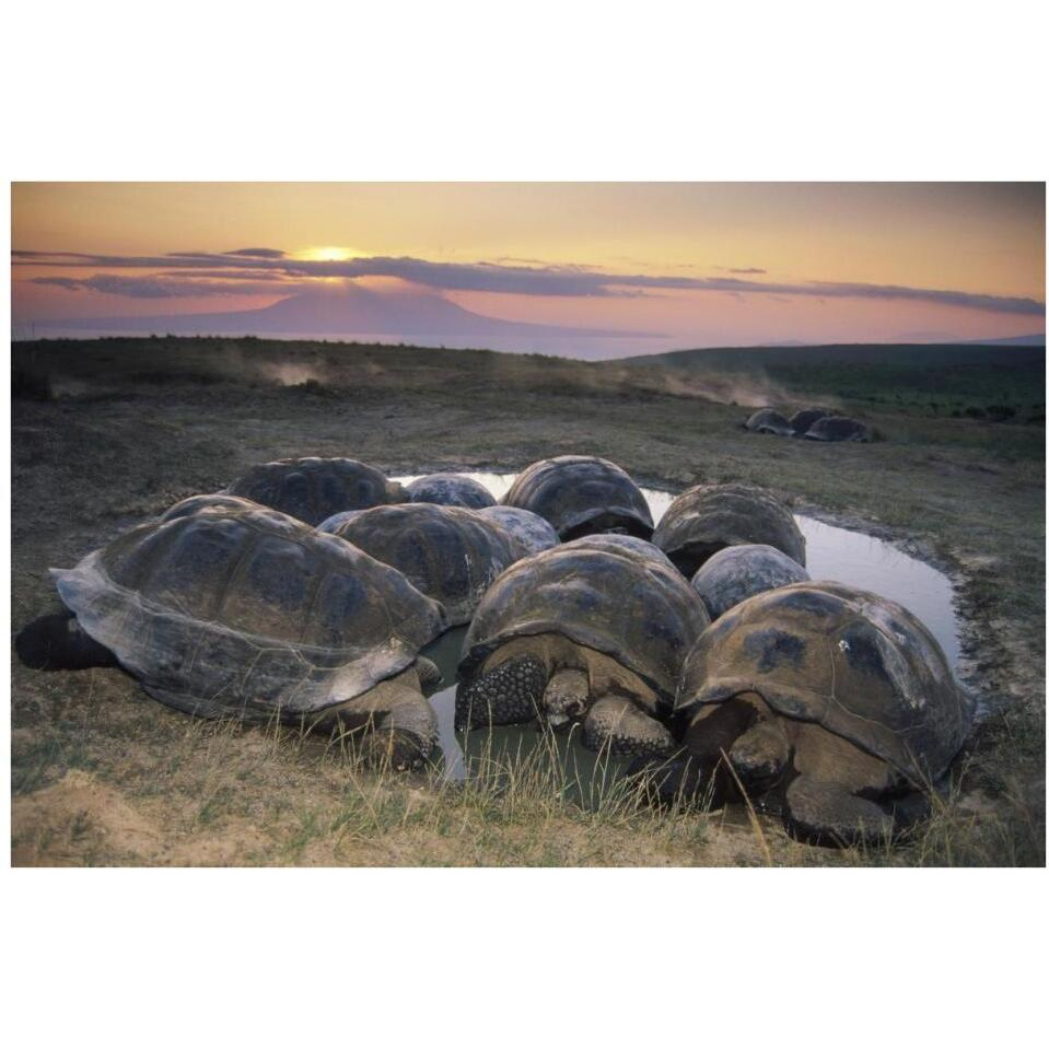 Galapagos Giant Tortoise in wallow on caldera rim, Alcedo Volcano, Galapagos-Paper Art-38&quotx26"