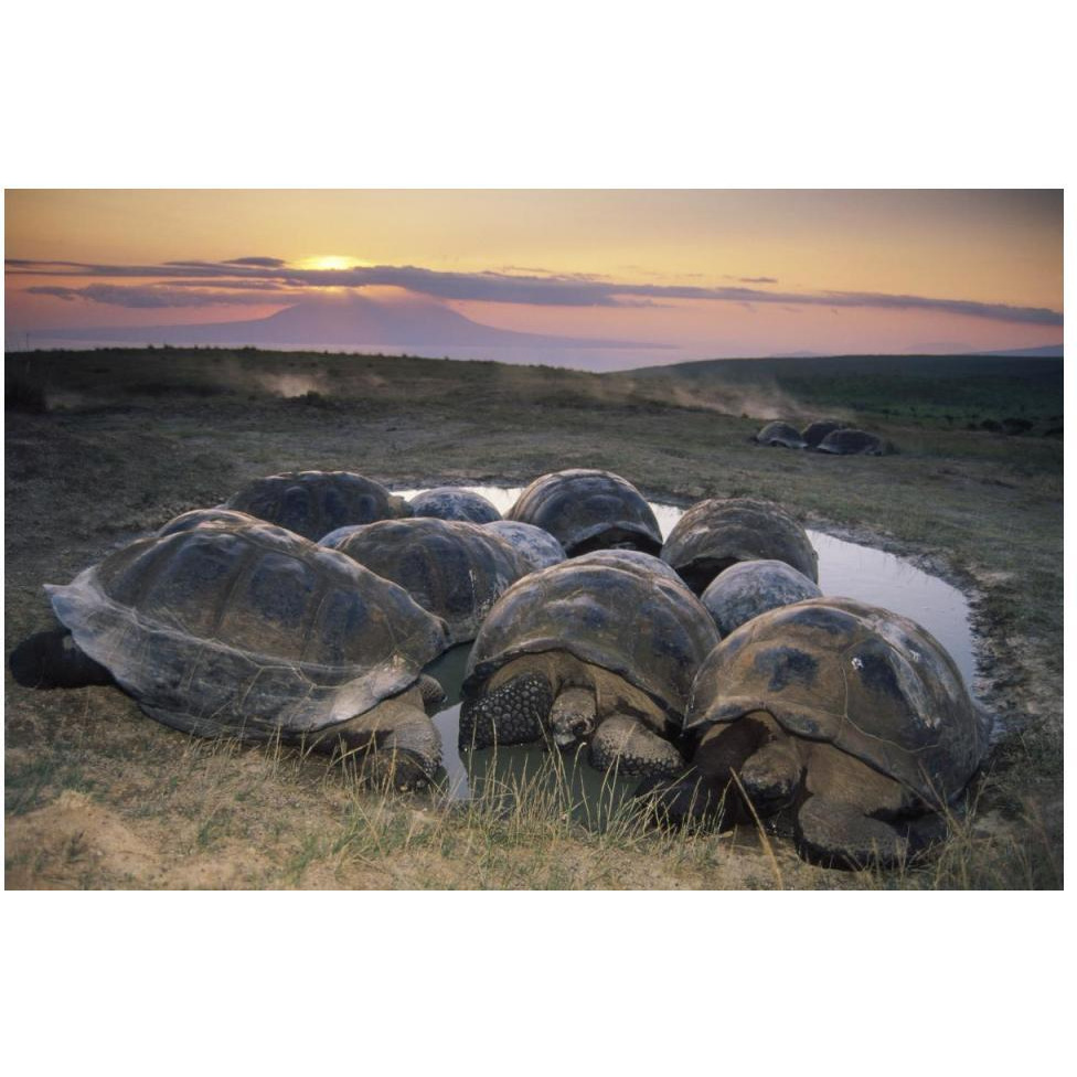 Galapagos Giant Tortoise in wallow on caldera rim, Alcedo Volcano, Galapagos-Paper Art-50&quotx34"